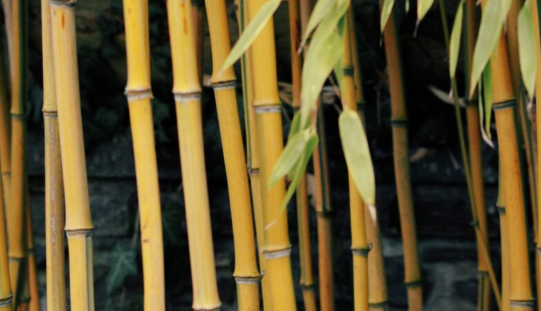 bambumöbler